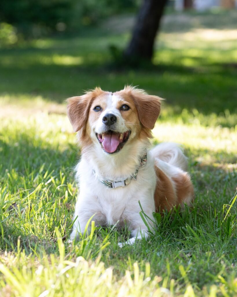 Senior Rescue